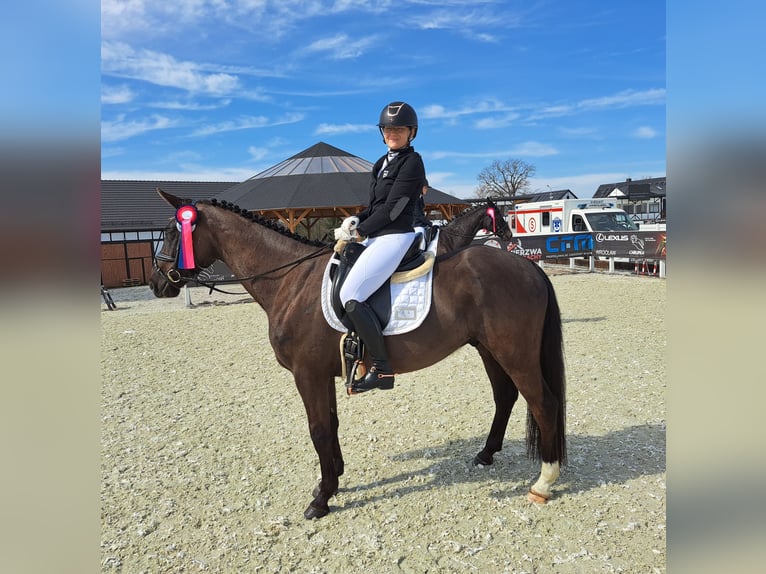 Polnisches Sportpferd Wallach 7 Jahre 160 cm Rappe in Forst