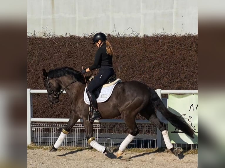 Polnisches Sportpferd Wallach 7 Jahre 160 cm Rappe in Forst