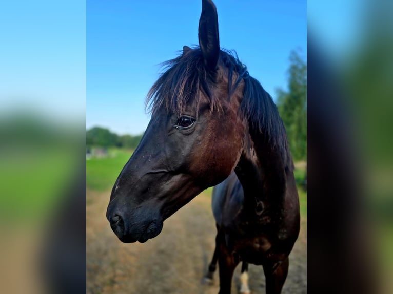 Polnisches Sportpferd Wallach 7 Jahre 160 cm Schwarzbrauner in Forst