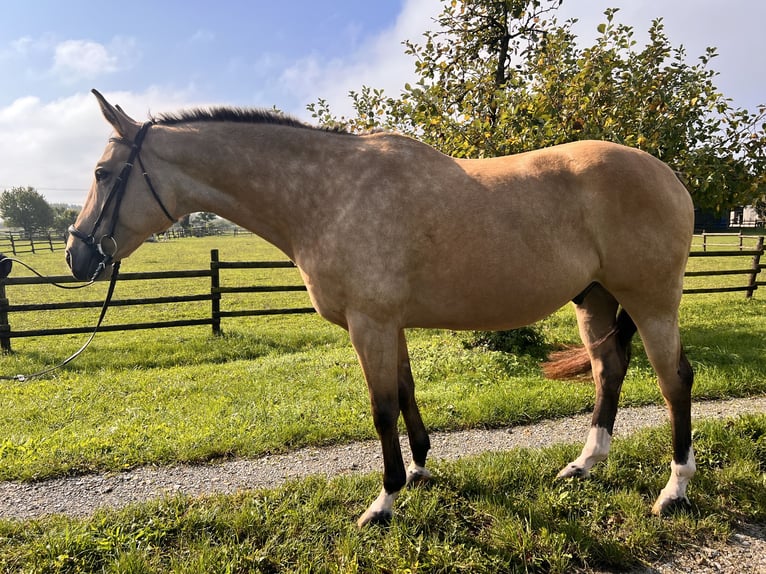 Polnisches Sportpferd Wallach 7 Jahre 162 cm Falbe in Au am Rhein