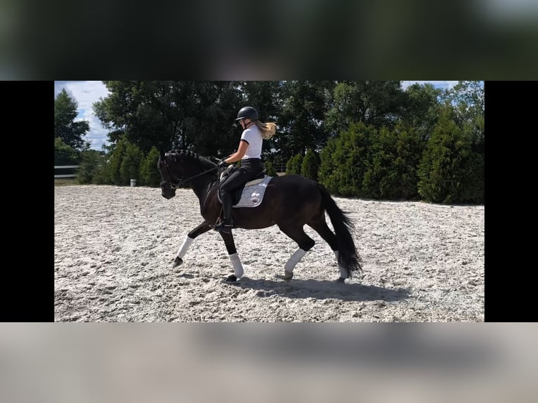 Polnisches Sportpferd Wallach 7 Jahre 162 cm Rappe in Forst