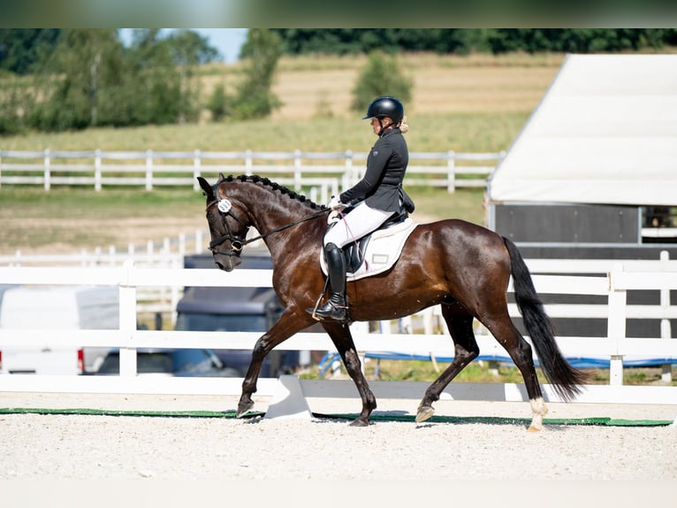 Polnisches Sportpferd Wallach 7 Jahre 162 cm Rappe in Forst
