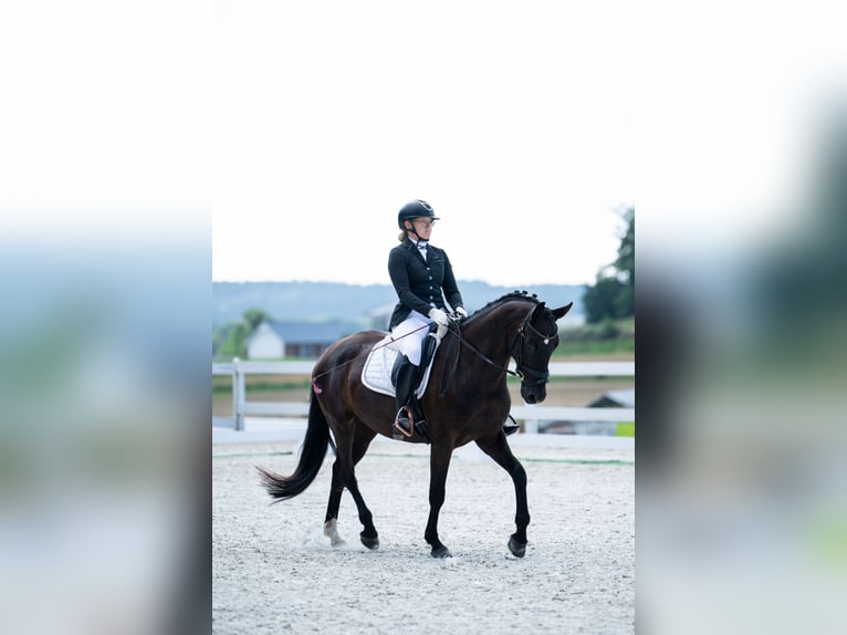 Polnisches Sportpferd Wallach 7 Jahre 162 cm Rappe in Forst