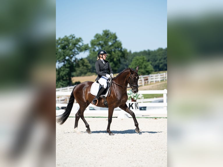 Polnisches Sportpferd Wallach 7 Jahre 162 cm Rappe in Forst