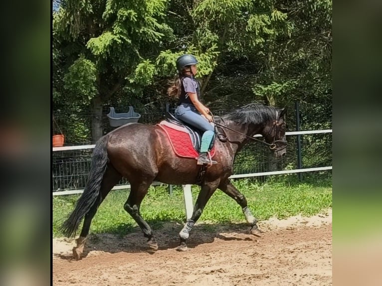 Polnisches Sportpferd Wallach 7 Jahre 162 cm Rappe in Forst
