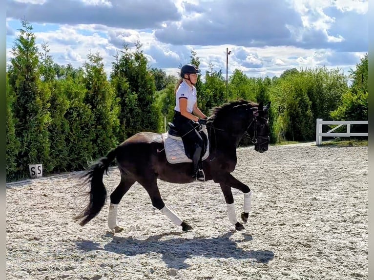 Polnisches Sportpferd Wallach 7 Jahre 162 cm Rappe in Forst