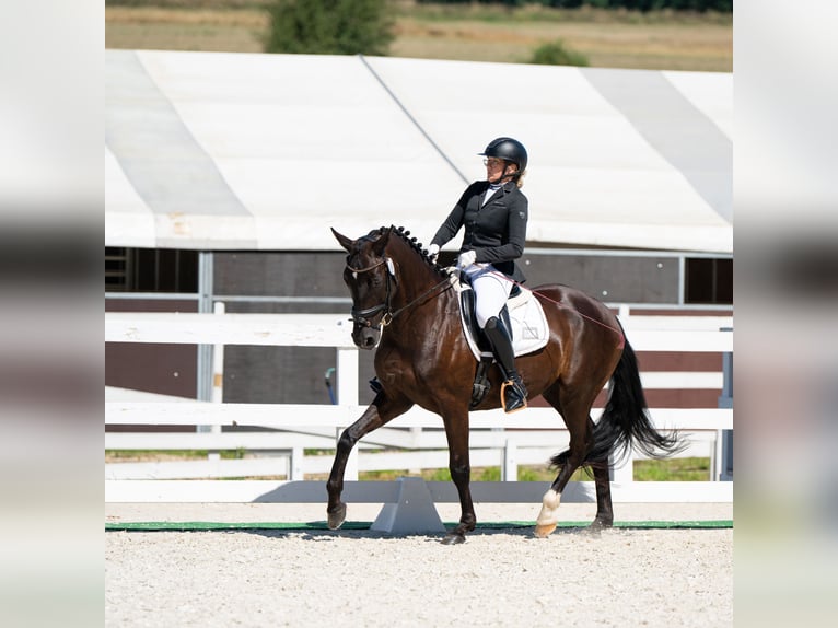 Polnisches Sportpferd Wallach 7 Jahre 162 cm Rappe in Forst