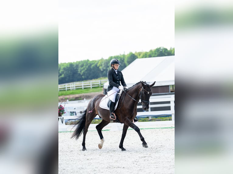 Polnisches Sportpferd Wallach 7 Jahre 162 cm Rappe in Forst