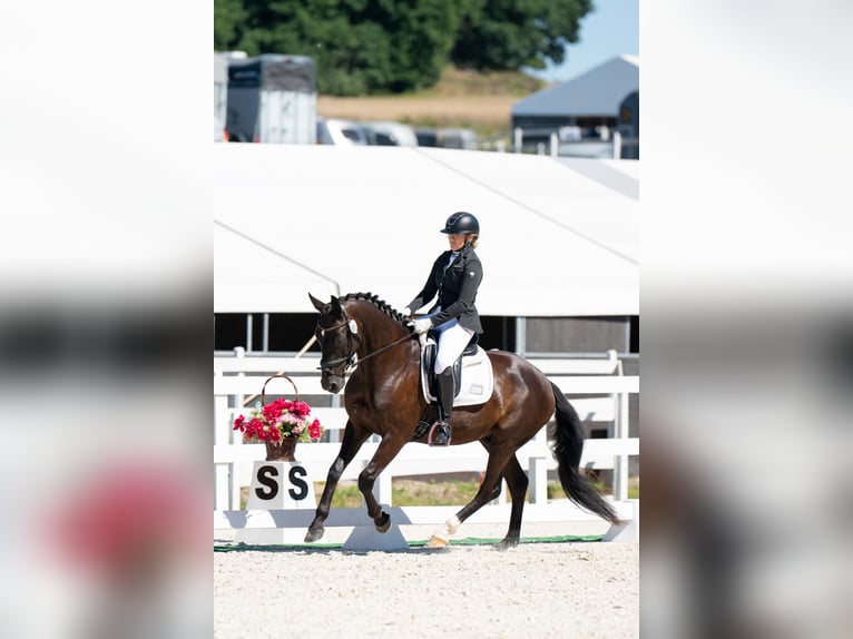 Polnisches Sportpferd Wallach 7 Jahre 162 cm Rappe in Forst