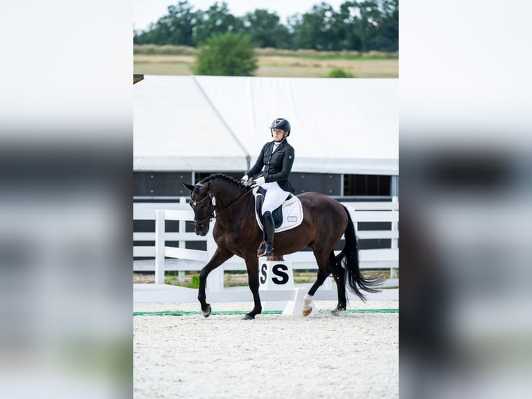 Polnisches Sportpferd Wallach 7 Jahre 162 cm Rappe in Forst