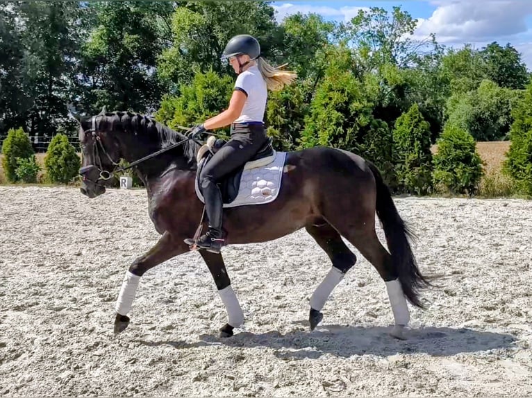 Polnisches Sportpferd Wallach 7 Jahre 162 cm Rappe in Forst