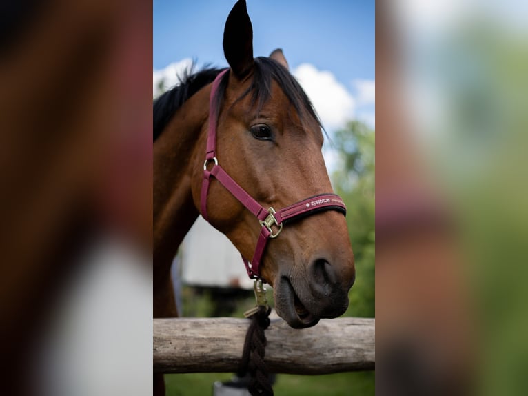 Polnisches Sportpferd Wallach 7 Jahre 164 cm Brauner in Zossen