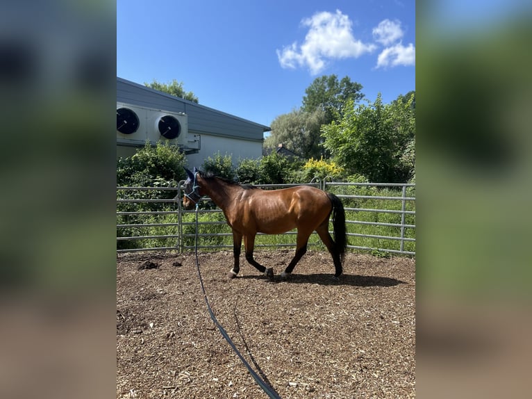 Polnisches Sportpferd Wallach 7 Jahre 164 cm Brauner in Zossen