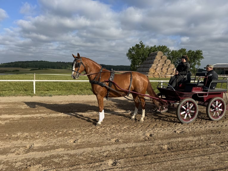 Polnisches Sportpferd Wallach 7 Jahre 164 cm Fuchs in Ganschow