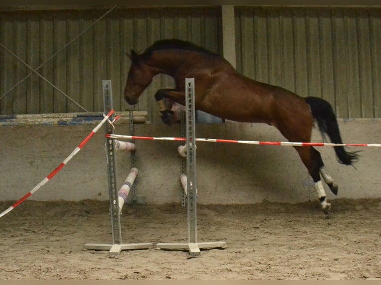 Polnisches Sportpferd Wallach 7 Jahre 165 cm Brauner in Würzburg