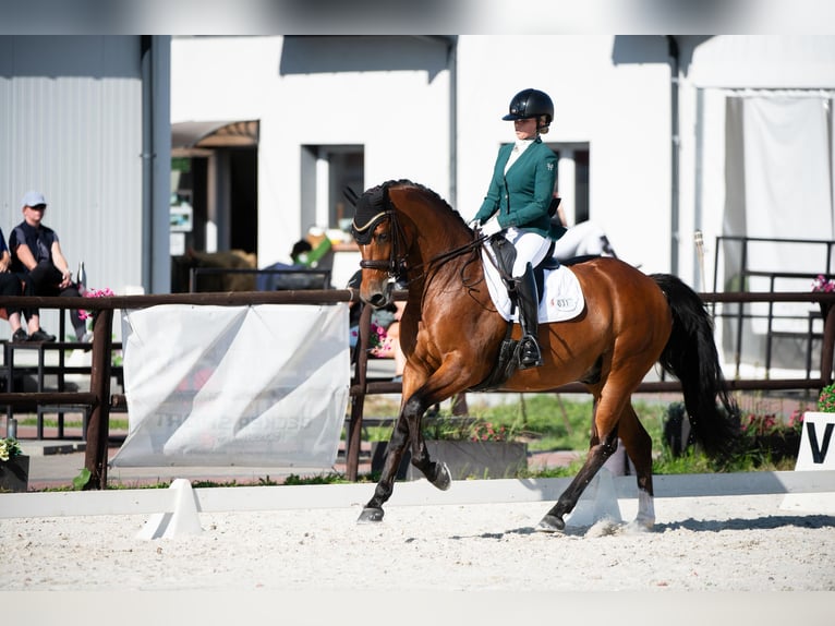 Polnisches Sportpferd Wallach 7 Jahre 165 cm Rotbrauner in Baniocha