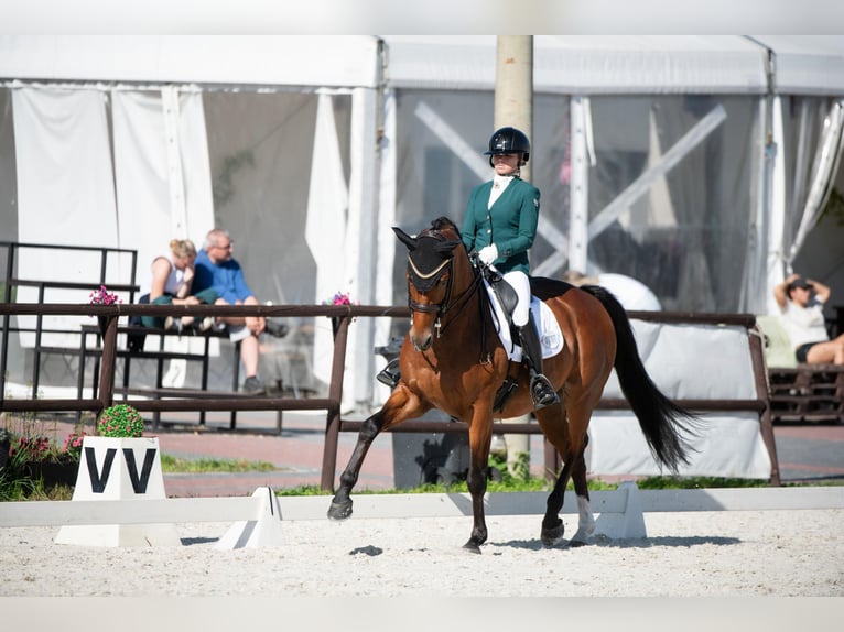 Polnisches Sportpferd Wallach 7 Jahre 165 cm Rotbrauner in Baniocha