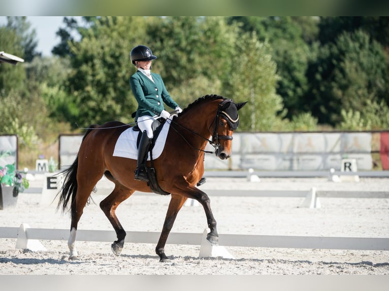 Polnisches Sportpferd Wallach 7 Jahre 165 cm Rotbrauner in Baniocha