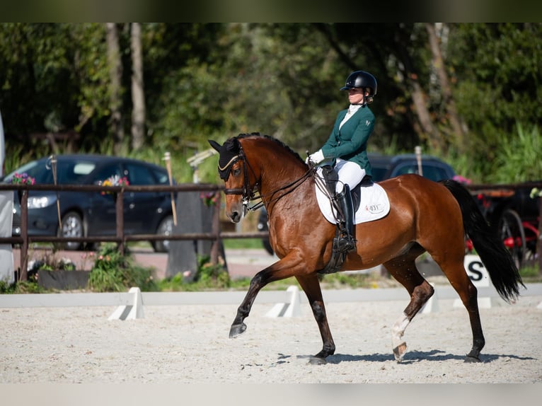 Polnisches Sportpferd Wallach 7 Jahre 165 cm Rotbrauner in Baniocha