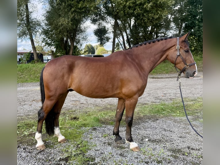 Polnisches Sportpferd Wallach 7 Jahre 166 cm Brauner in Altusried