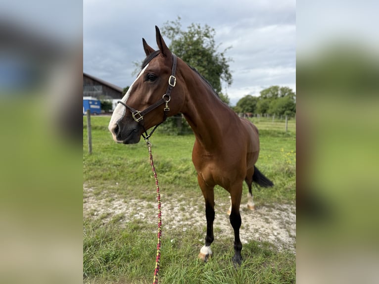 Polnisches Sportpferd Wallach 7 Jahre 166 cm Brauner in Altusried