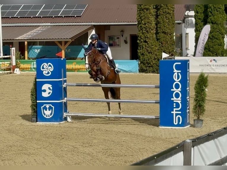 Polnisches Sportpferd Wallach 7 Jahre 166 cm Brauner in Altusried