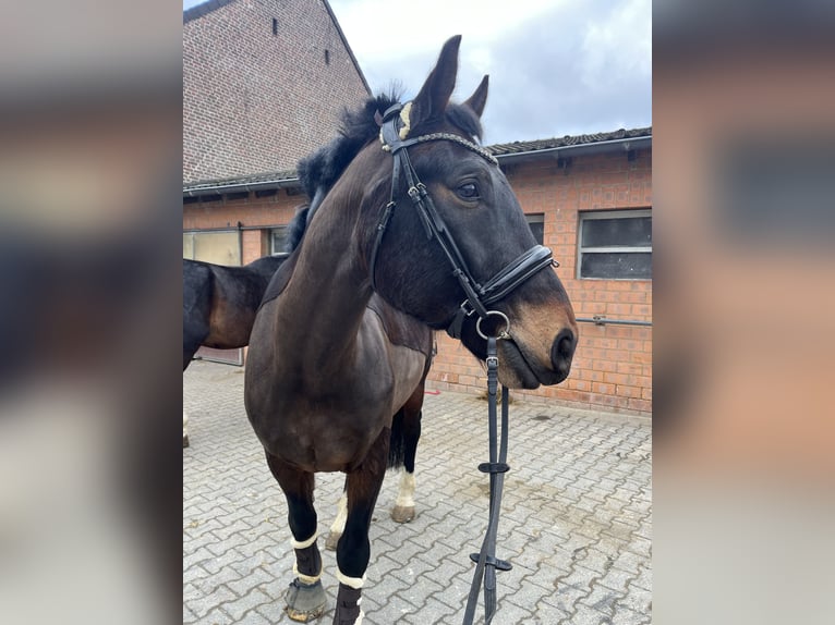 Polnisches Sportpferd Wallach 7 Jahre 168 cm Brauner in Krefeld