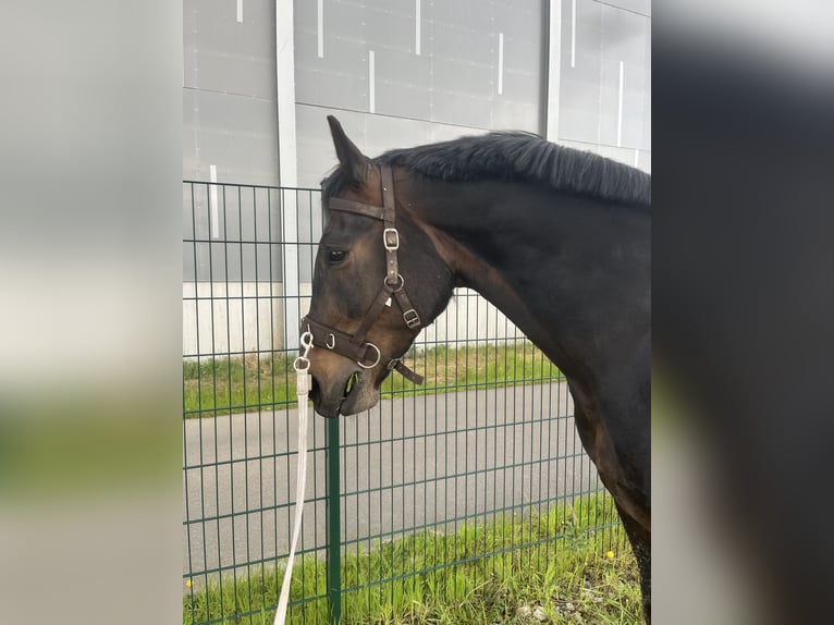Polnisches Sportpferd Wallach 7 Jahre 168 cm Brauner in Krefeld