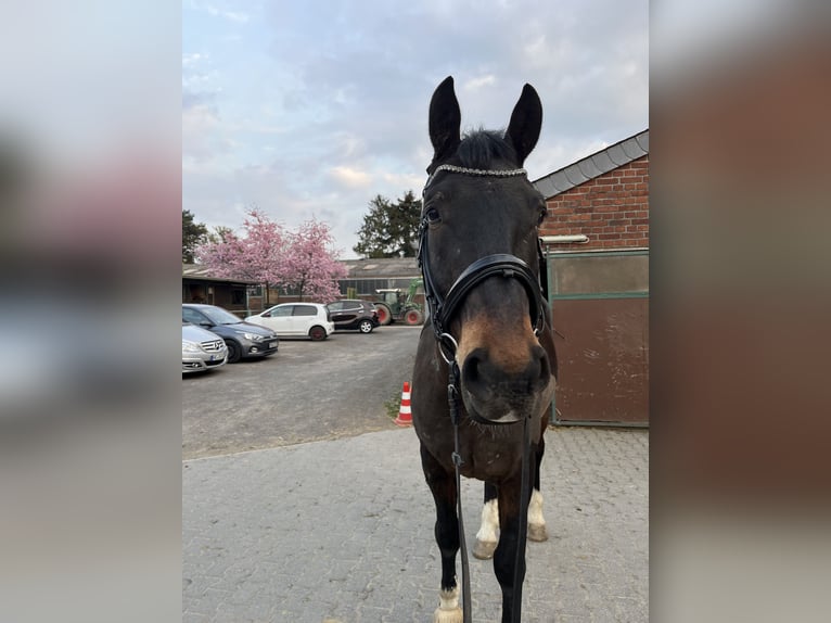 Polnisches Sportpferd Wallach 7 Jahre 168 cm Brauner in Krefeld