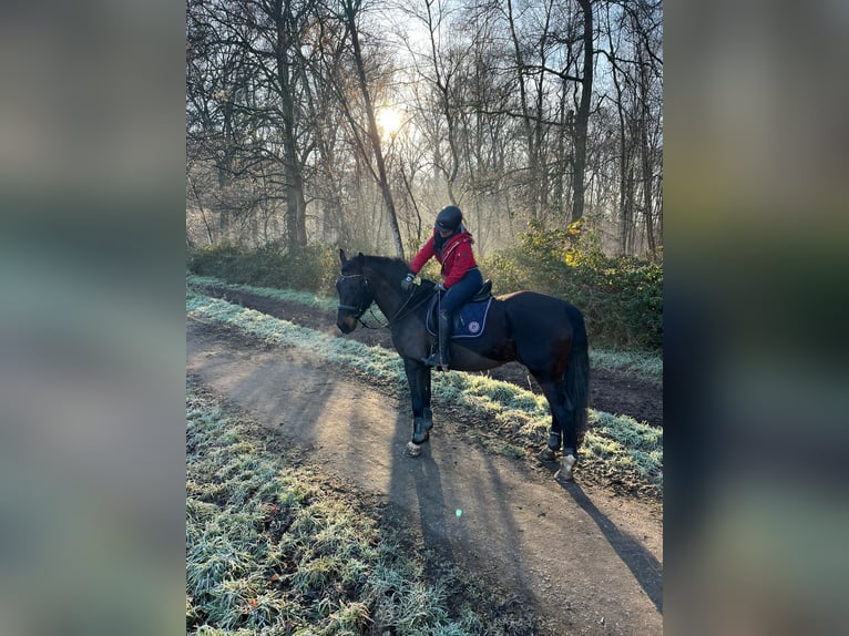 Polnisches Sportpferd Wallach 7 Jahre 168 cm Brauner in Krefeld
