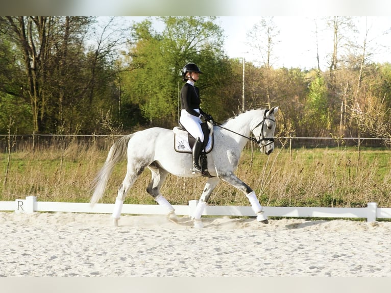 Polnisches Sportpferd Wallach 7 Jahre 170 cm Fliegenschimmel in Warszawa