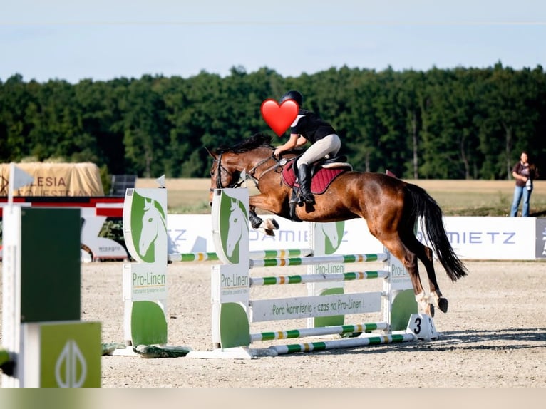 Polnisches Sportpferd Wallach 7 Jahre 172 cm Dunkelbrauner in Machnice