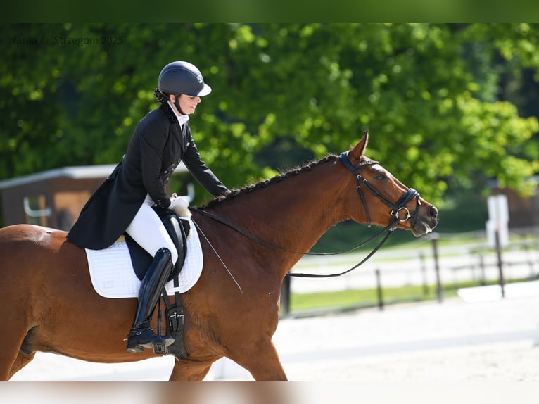 Polnisches Sportpferd Wallach 7 Jahre 173 cm Rotbrauner in Podlesie