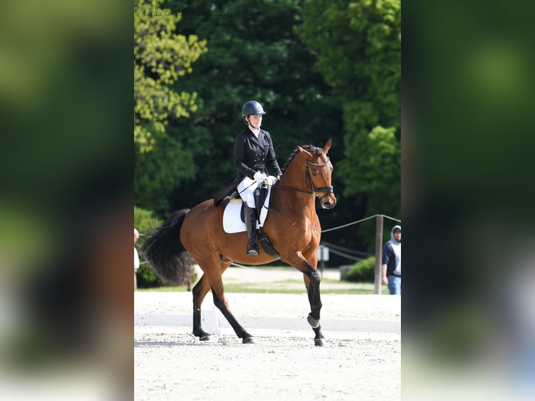 Polnisches Sportpferd Wallach 7 Jahre 173 cm Rotbrauner in Podlesie