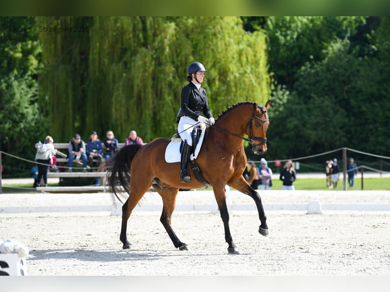 Polnisches Sportpferd Wallach 7 Jahre 173 cm Rotbrauner in Podlesie