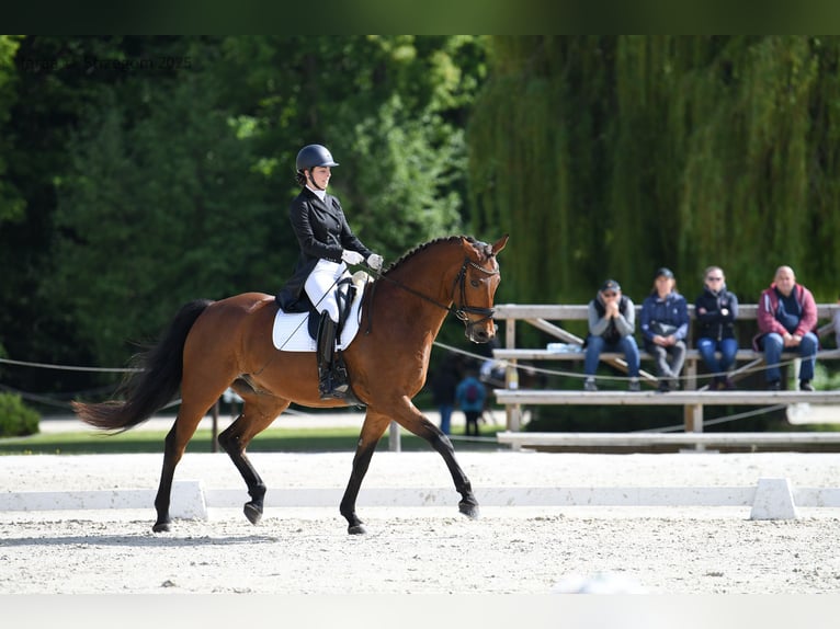 Polnisches Sportpferd Wallach 7 Jahre 173 cm Rotbrauner in Podlesie