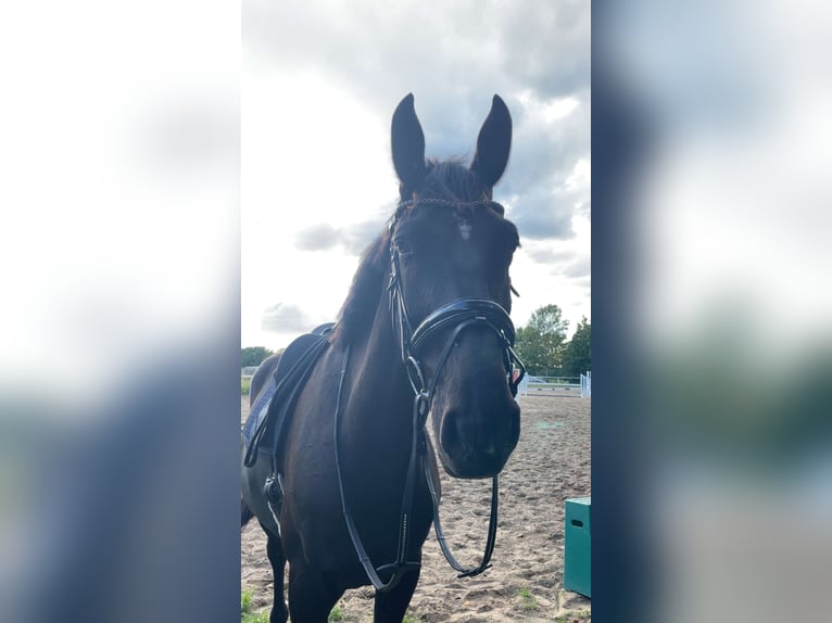 Polnisches Sportpferd Wallach 7 Jahre 176 cm Rappe in Nauen