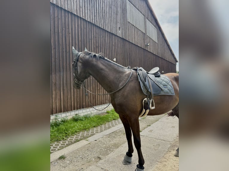 Polnisches Sportpferd Wallach 7 Jahre 176 cm Rappe in Nauen