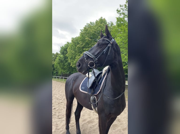 Polnisches Sportpferd Wallach 7 Jahre 176 cm Rappe in Nauen