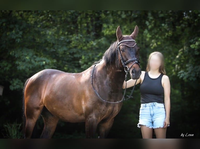 Polnisches Sportpferd Mix Wallach 8 Jahre 155 cm Dunkelbrauner in Arnegg