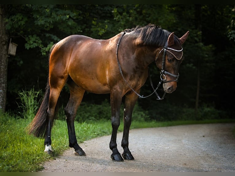 Polnisches Sportpferd Mix Wallach 8 Jahre 155 cm Dunkelbrauner in Arnegg