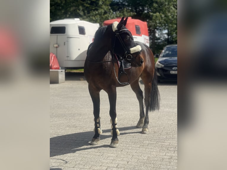 Polnisches Sportpferd Mix Wallach 8 Jahre 155 cm Dunkelbrauner in Sonnental