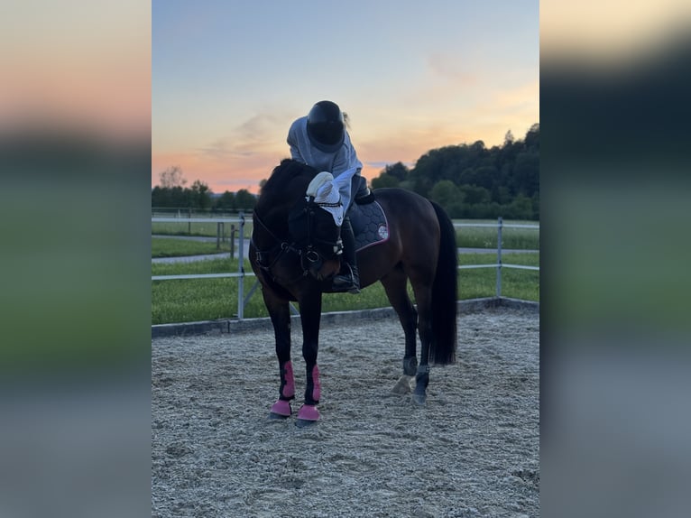 Polnisches Sportpferd Mix Wallach 8 Jahre 155 cm Dunkelbrauner in Sonnental