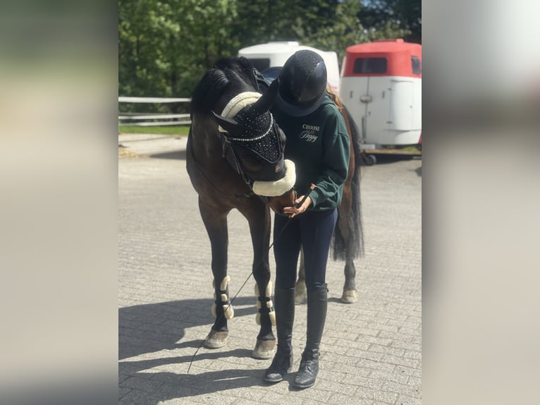 Polnisches Sportpferd Mix Wallach 8 Jahre 155 cm Dunkelbrauner in Sonnental