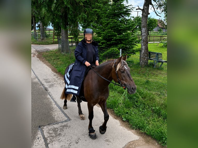 Polnisches Sportpferd Wallach 8 Jahre 156 cm Dunkelfuchs in Donaueschingen