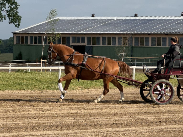Polnisches Sportpferd Wallach 8 Jahre 164 cm Fuchs in Ganschow