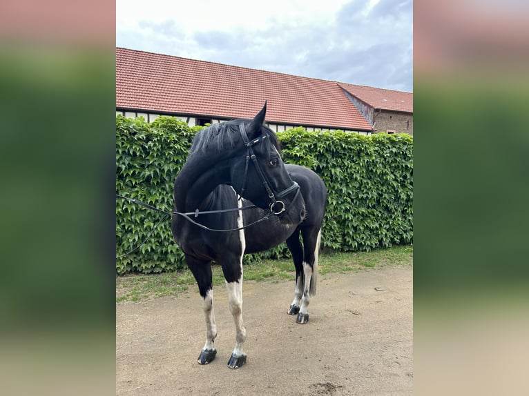 Polnisches Sportpferd Wallach 8 Jahre 164 cm Schecke in Hanau