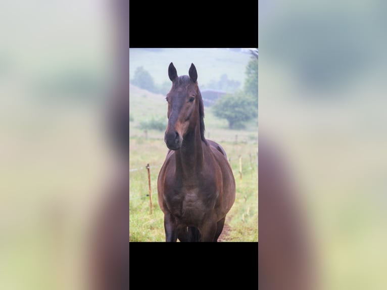 Polnisches Sportpferd Wallach 8 Jahre 169 cm Dunkelbrauner in Wahlen