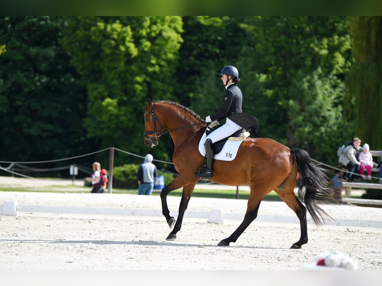 Polnisches Sportpferd Wallach 8 Jahre 173 cm Rotbrauner in Podlesie