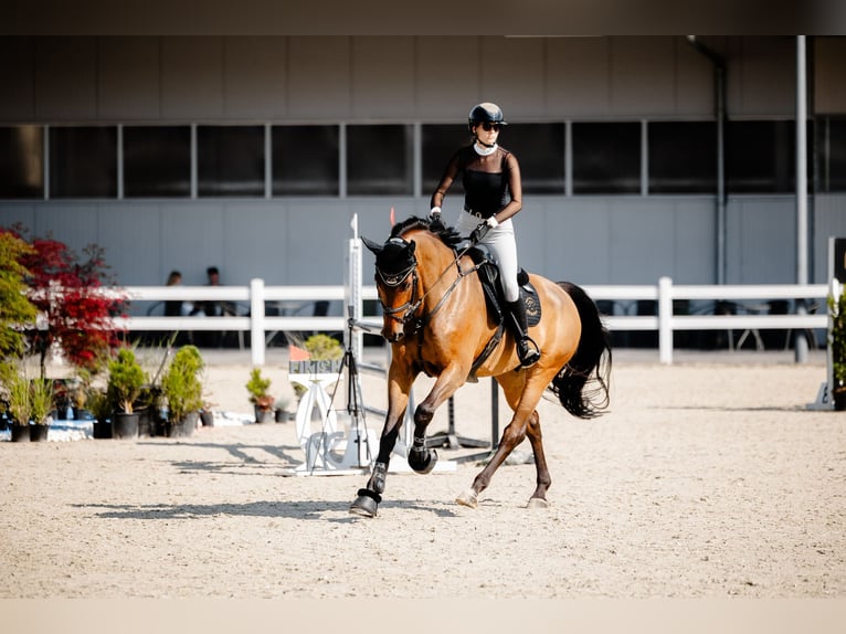 Polnisches Sportpferd Wallach 8 Jahre 175 cm Rotbrauner in Kiczyce